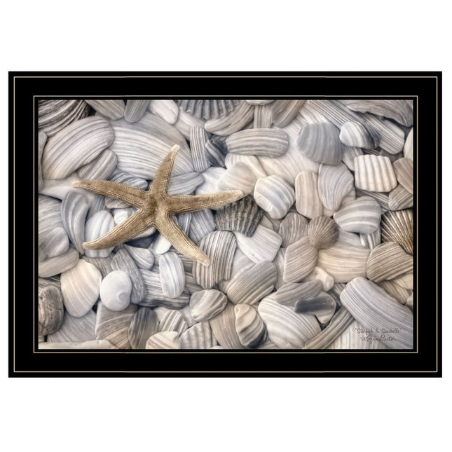 Starfish and Seashells 4 Black Framed Print Wall Art HomeRoots
