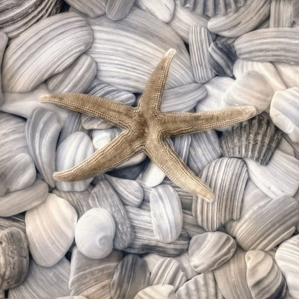 Starfish and Seashells 4 Black Framed Print Wall Art HomeRoots