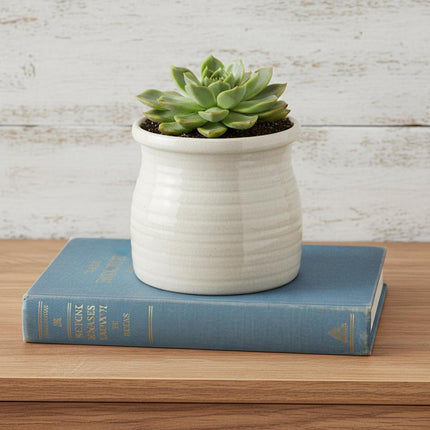 White Ceramic 25 Ounce Striped Round Distressed Pot Planter HomeRoots